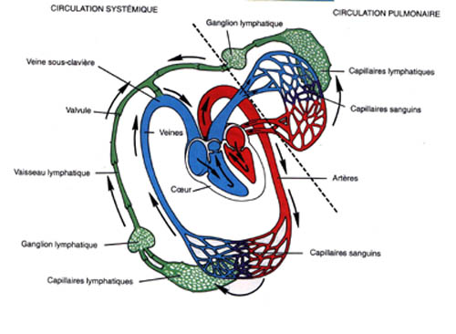 systeme lymphatique